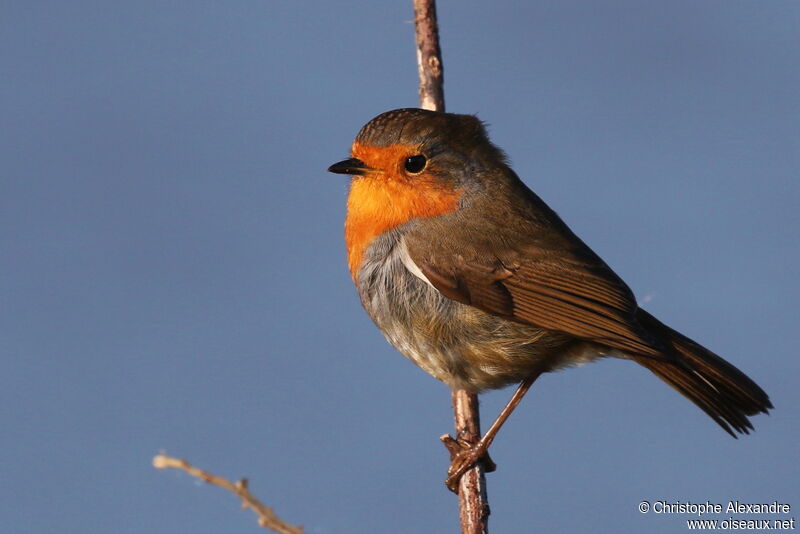 European Robinadult