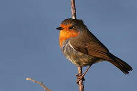 European Robin