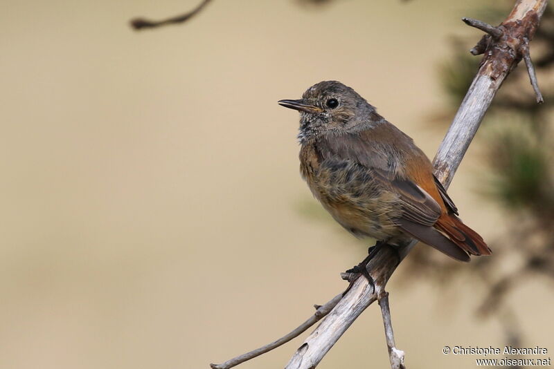 Common RedstartFirst year