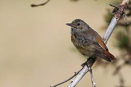 Common Redstart