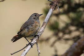 Common Redstart