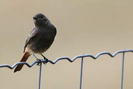 Black Redstart