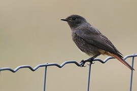 Black Redstart