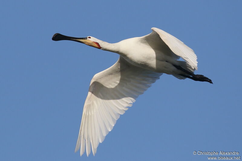 Eurasian Spoonbilladult post breeding, Flight