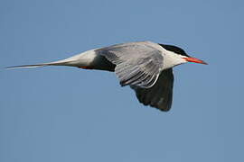 Common Tern