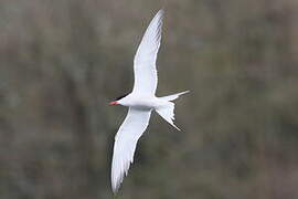 Common Tern