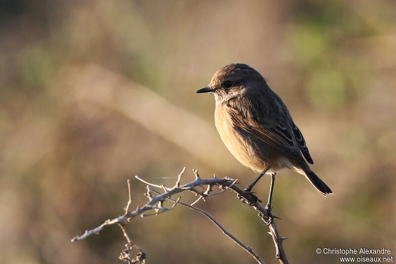 European Stonechat female adult post breeding