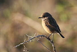 European Stonechat