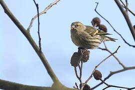 Eurasian Siskin