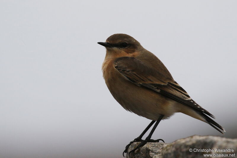 Northern Wheatear female adult post breeding