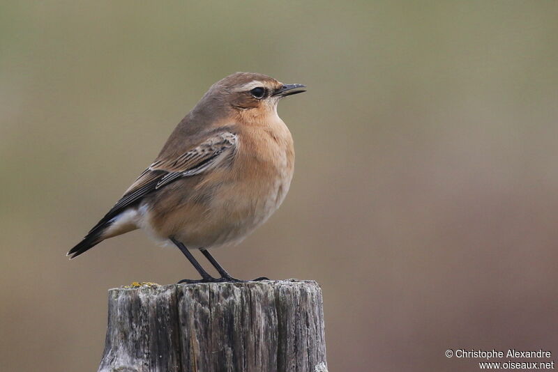 Northern Wheatear female adult post breeding