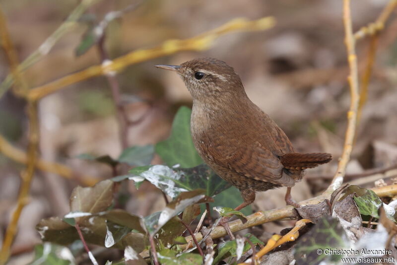 Eurasian Wrenadult