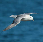 Fulmar boréal