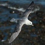 Fulmar boréal