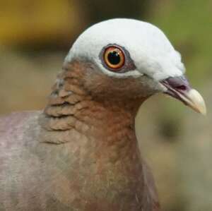 Pigeon marron