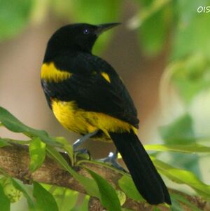 Oriole à capuchon