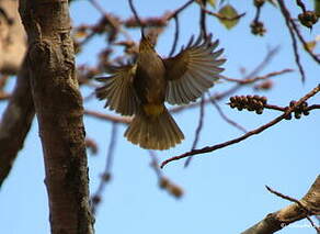 Bulbul de Finlayson