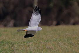 Hen Harrier