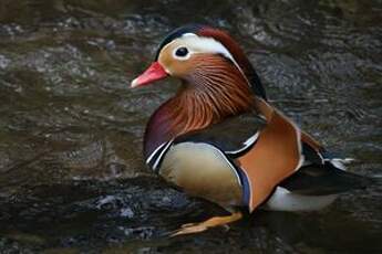 Canard mandarin