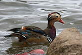 Canard mandarin