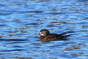 Canard mandarin