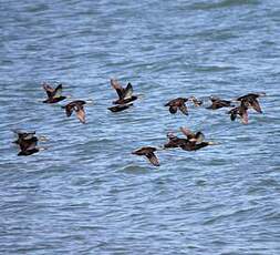 Canard noir