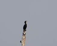 Cormoran à cou brun