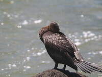 Cormoran vigua