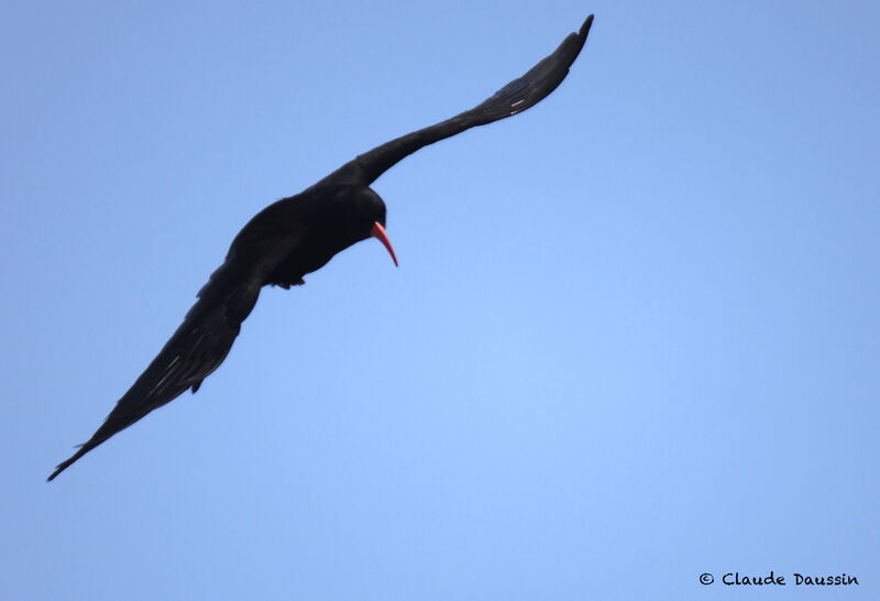 Red-billed Chough male adult, Flight