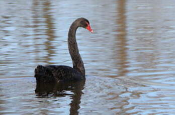 Cygne noir