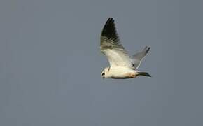 Black-winged Kite