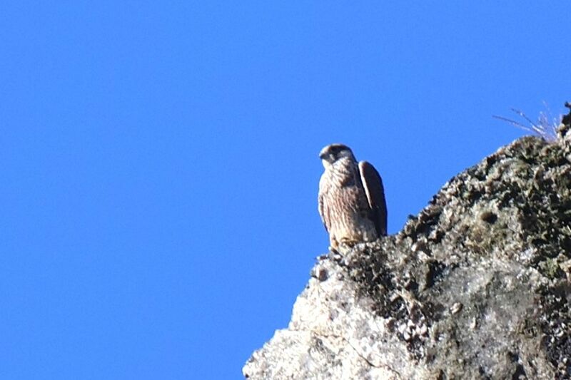 Peregrine Falconjuvenile