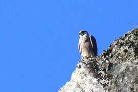 Peregrine Falcon