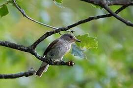 Spotted Flycatcher