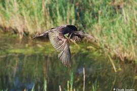 Ibis falcinelle