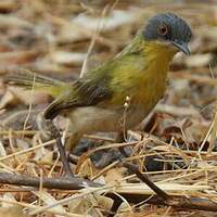 Apalis à gorge jaune