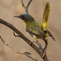 Apalis à gorge jaune