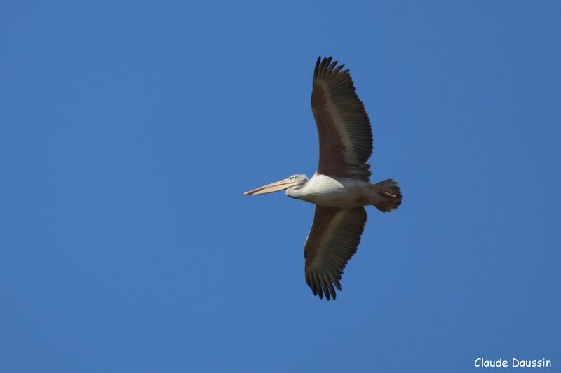 Pink-backed Pelican, Flight