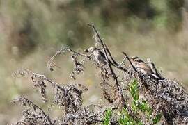 Red-backed Shrike