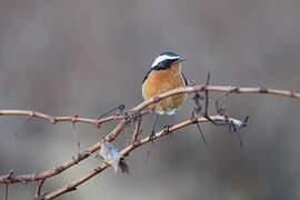 Moussier's Redstart