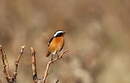 Rougequeue de Moussier