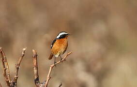 Moussier's Redstart