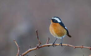 Moussier's Redstart