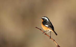 Moussier's Redstart