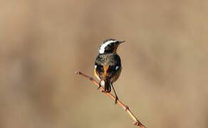 Moussier's Redstart