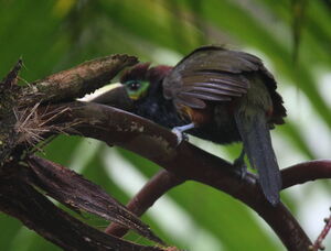 Toucanet à oreilles d'or