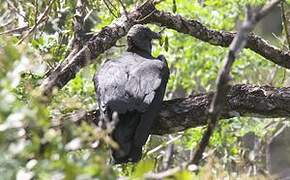 Black Vulture