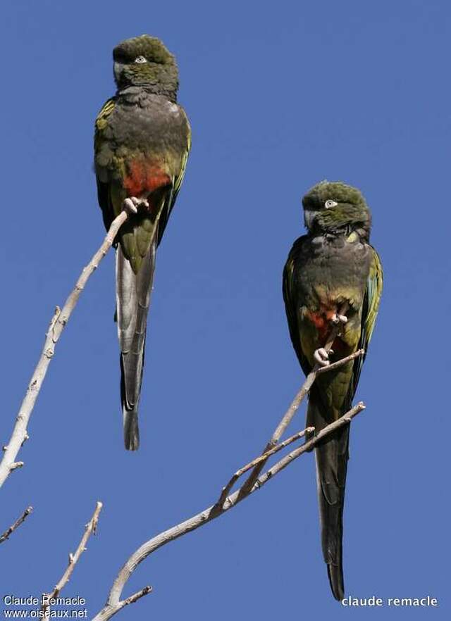 Burrowing Parrot - Cyanoliseus patagonus adult - recl66075