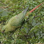 Conure magellanique