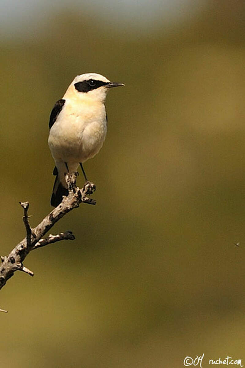 Western Black-eared Wheatear - Oenanthe hispanica - clru69544